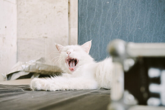 Cat yawns