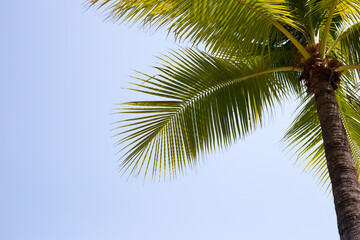Fototapeta premium Coconut palm trees with blue sky