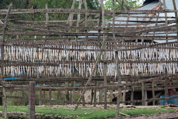 fish being dried in Bangladesh