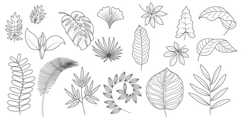 Collection of hand drawn Tropical Leaves in black Line. Set of Exotic Summer botanical illustration. Vector isolated jungle plants