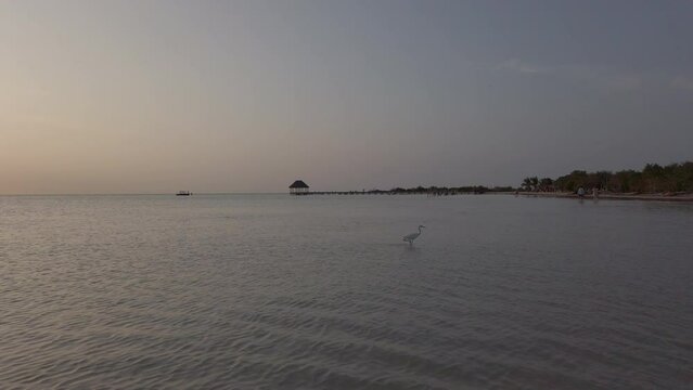 heron in the water at sunset. Holbox, Mexico