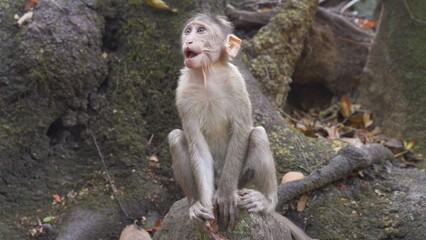 Small monkey screaming while sitting on a rock