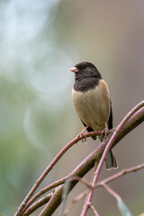 Obraz premium Close up of a dark-eyed junco perched on a branch in Morro Bay, California.