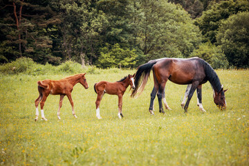 Naklejka na ściany i meble Herd of Horses with Foals Grazing in a Meadow