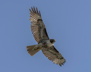 A Red-Tailed Hawk in flight