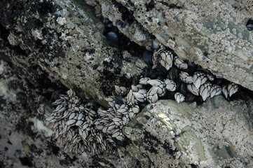 Barnacles