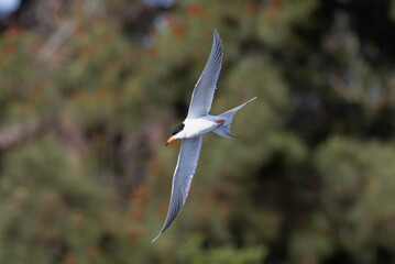 A Foster's Tern in Flight somewhere in SF Bay Area sky