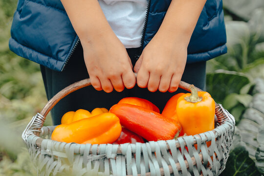 Mom and son gathering pepper in vegetable garden