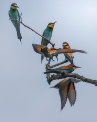 Gruccione in cerca di api