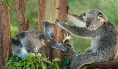 Rolgordijnen Family of koala on a tree © Sergei