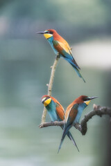 Gruccione in cerca di api