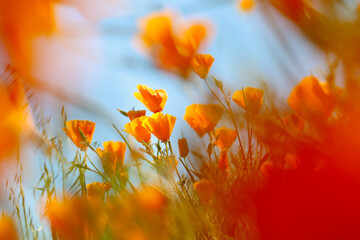 California Poppies in the Wind