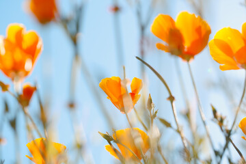 California Poppies in the Wind