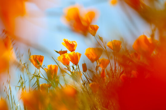 California Poppies in the Wind
