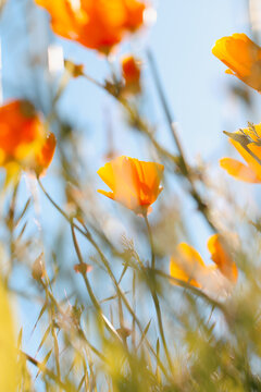 California Poppies in the Wind