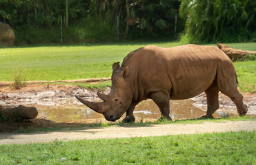 Obraz premium rhino walking around