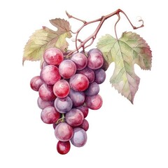 Obraz premium Red Grapes in watercolor style with ink outline on white background (generative AI)