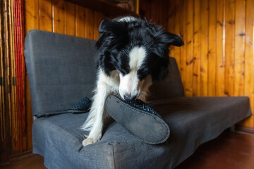 Fototapeta na wymiar Naughty playful puppy dog border collie after mischief biting slipper lying on couch at home. Guilty dog and destroyed living room. Damage messy home and puppy with funny guilty look
