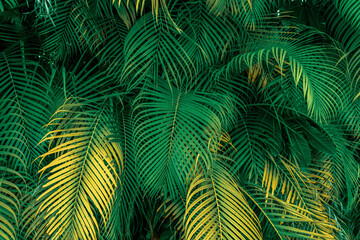 Palm leaf background 