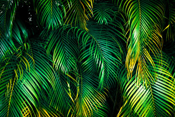 green palm leaves background