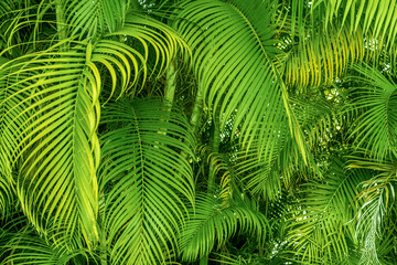 green palm leaves background