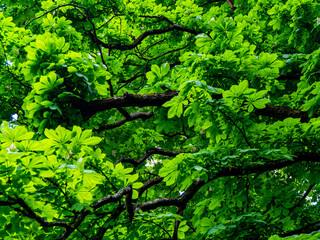 Kastanienbaum im Frühjahr