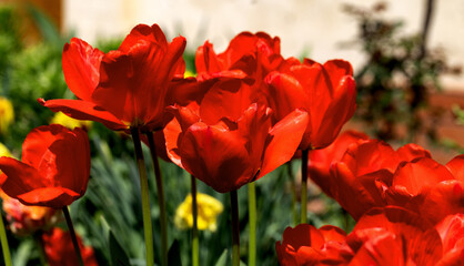 Colorful spring flower bed with colorful tulips. Flowerbed with red and yellow tulips. Beautiful...