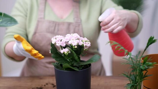 woman care for her house plants, spraying them with pure water from a bottle. Experience her plant nurturing skills as she tends to her home garden. 