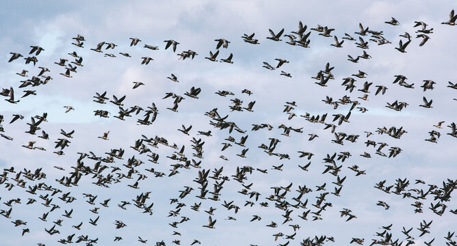 A sky full of geese.