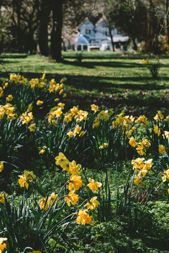 Daffodils at the end of the garden