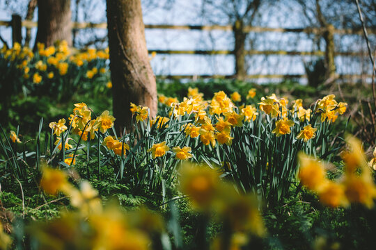 Massed daffodils in flower in a garden.