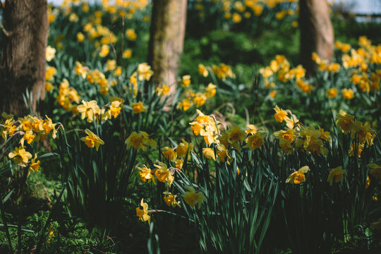 Massed daffodils in flower in a garden.