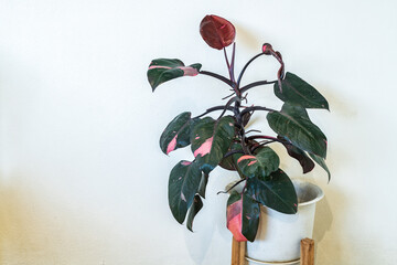 Beautiful leaves of Philodendron Pink Princess tropical plant. © yotrakbutda