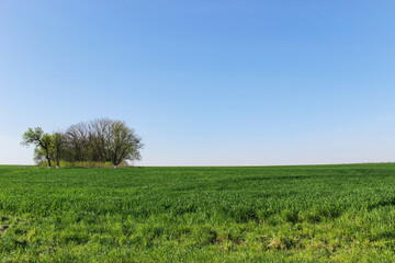 Fototapeta na wymiar field and blue sky. grass and blue sky. green field and tree. country land on sunny summer day. colorful hill without clouds. natural view of landscape on spring. field with blue sky as background. 