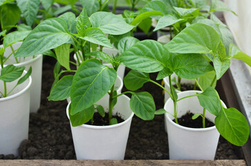 Seedlings of peppers are prepared for planting in the greenhouse. Concept of growing your own organic food.