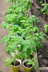 Young tomato plants in paper cups. Concept of growing your own organic food.