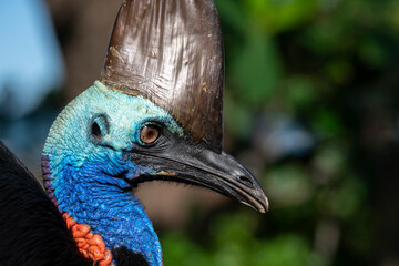 Cassowary bird on the beach, Australia