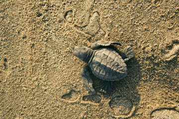 baby sea turtle 