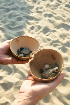 baby sea turtles ready to be release by a volunteer