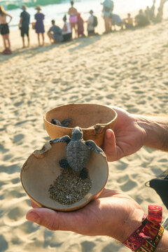 releasing sea turtles into the ocean