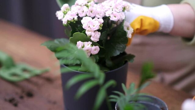 woman care for her house plants, spraying them with pure water from a bottle. Experience her plant nurturing skills as she tends to her home garden. 