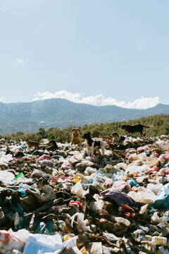 Stray dogs surrounded by garbage