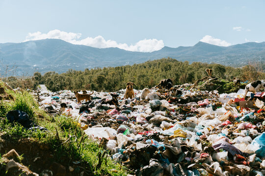 Landfill overflowing with garbage and stray dogs