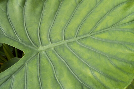 green leaf texture closeup
