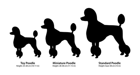 Three breeds of poodle: Toy Poodle, Miniature Poodle and Standard Poodle.