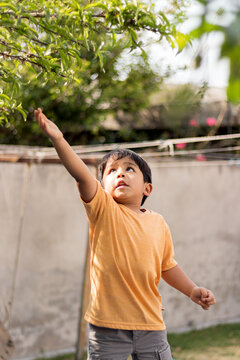 A Kid Stretches To Reach Tree Branches