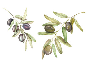 Hand drawn isolated olive leaves and berries. Watercolor illustration of green and black olive plant branch.