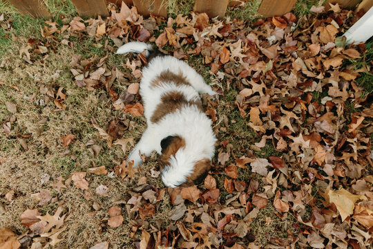 Saint Bernard in a Pile of Leaves