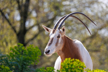 Scimitar oryx, Oryx dammah, also known as the scimitar-horned oryx and the Sahara oryx - 603139371