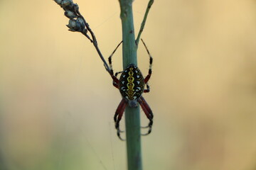 Argiope aurantia